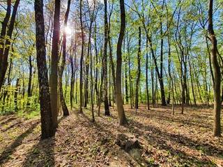 SŁONECZNY DZIEŃ W PARKU. 
PARK IM. JÓZEFA PIŁSUDSKIEGO 
(NA ZDROWIU). ŁÓDŹ, POLSKA  
