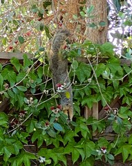 squirrel hanging from his toes