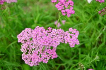 Fototapeta premium Zdjęcie dzikiego krwawnika pospolitego na tle zielonej trawie