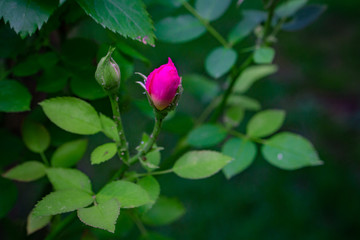 beautiful flower closeup pink rose floating branch