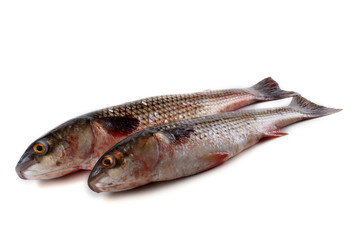 Pelengas (So-iny mullet)