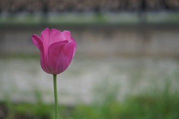 beautiful flower closeup purple