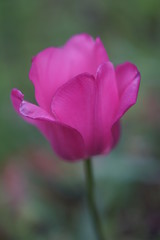 beautiful flower closeup tender  purple