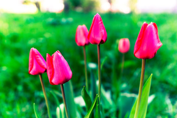 beautiful flower tulips pink grass