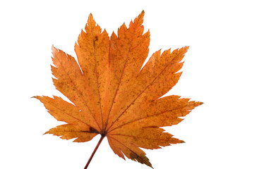 Autumn maple leaf