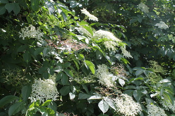 Medicinal plant  of  Sambucus nigra.Common names, black elder, European elder, European elderberry and European black elderberry
