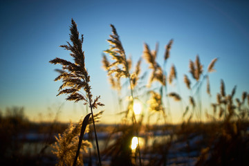 Fototapeta premium Warm winter landscape of sunset blue sky