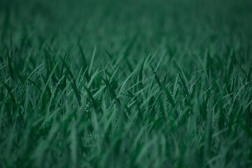 green grass selective focus with blurry and moody cool effect wallpaper background wallpaper