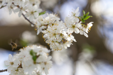 Blooming cherry plum spring flowers