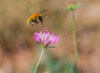 Bee
