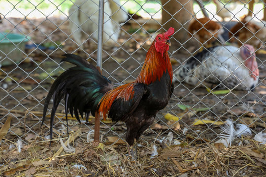 The beautiful fighting cock in farm at thailand