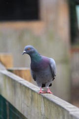 Pigeon biset