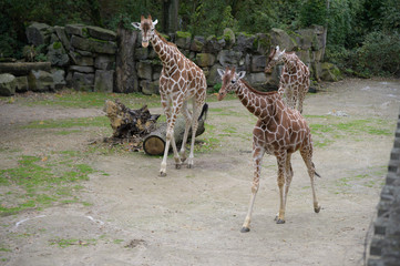 Giraffen