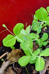 Pea shoots growing in a pot in the spring
