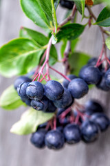 Ripe chokeberry on branch closeup. Summer sunny day (Aronia melanocarpa)