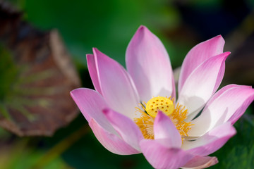 Obraz premium Green and brown lotus leaves in soft focus against a background of pink and white gradient lotus flowers in a close-up.