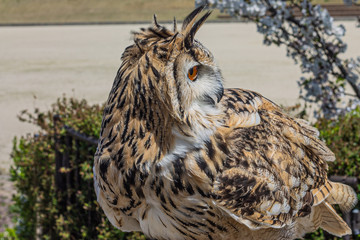 Owl, フクロウ, ふくろう