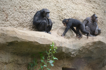Affen, Schimpansen