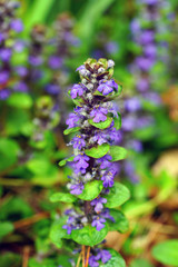 Carpet bugle weed (ajuga reptans) flower spikes in the spring garden