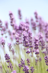 lavender flowers in the garden