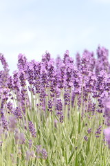 lavender flowers in provence