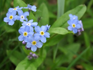 Obraz premium forget me not flowers