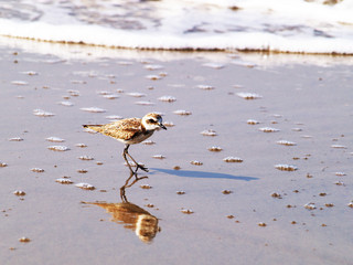 Little bird walking on the sand on the beach of the city beach. Goa India