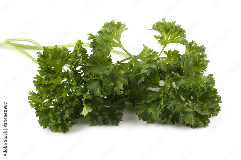 Canvas Prints Parsley