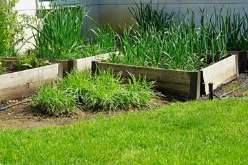 Green herbs and garlic growing in raised bed container vegetable garden in spring