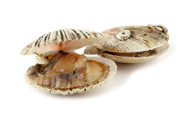 Opened scallops