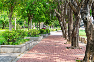 A kind of pavement with green trees
