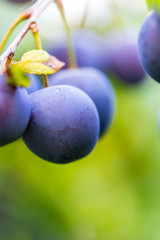 Ripe plums on a branch closeup. Summer sunny day.