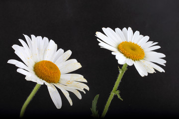 Obraz premium White chamomiles on black background