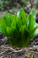 close up of a green plant in the spring garden