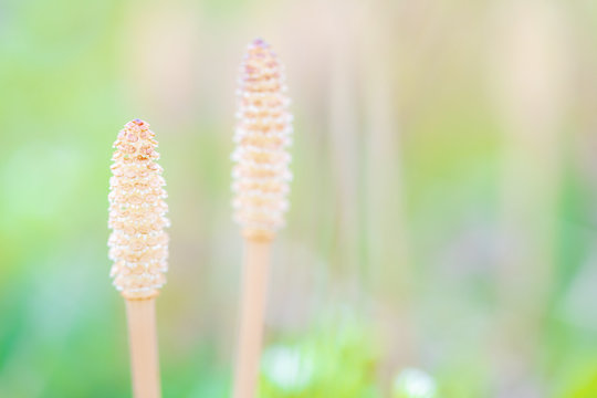 Close-up of a fresh Horsetail with soft focus on a green background