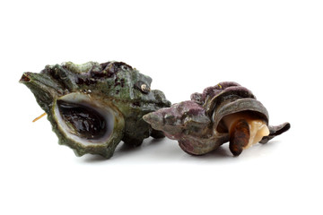 Sea snails