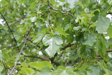 Mulberry green leaves background 