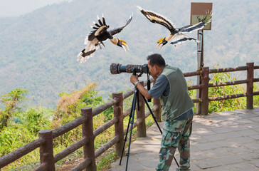 A man looking at a bird But Two Great Hornbill are attacking him. © sunti