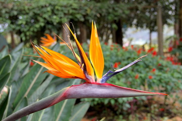Fototapeta na wymiar flower close-up - stralis or bird of paradise