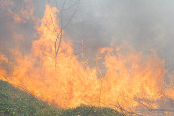 Dry grass burns in a forest fire with bright and large tongues of fire. The problem of environmental pollution.