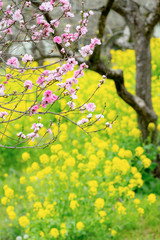 A tree with pink cherry blossoms against the backdrop of a field of yellow and green rapeseed