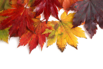 Multicolor autumn maple leaves