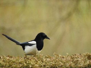 oiseau