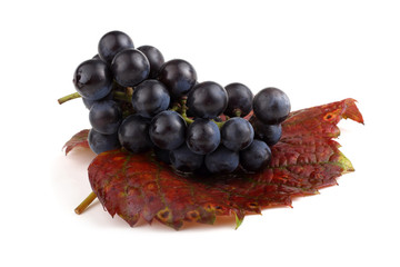 Black wine grape on autumn leaf
