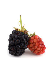 Blackberries