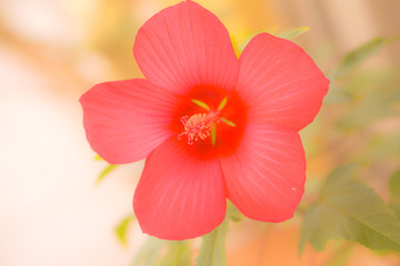 beautiful flower closeup tender red