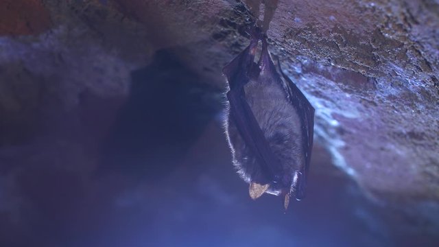 Close up strange animal Natterer's bat Myotis nattereri hanging upside down on top of cold brick arched cellar moving awakened just after hibernating. Creative wildlife take.