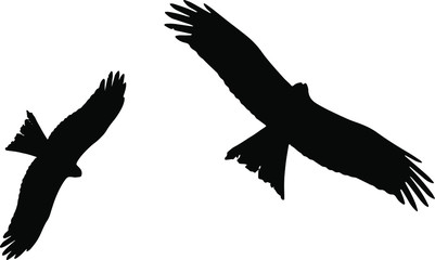 Obraz premium eagle vector illustration