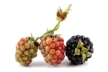 Blackberries. Ripe and unripe