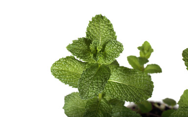 Growing mint